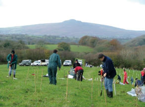National Park Authority staff planting new trees at Penpedwast